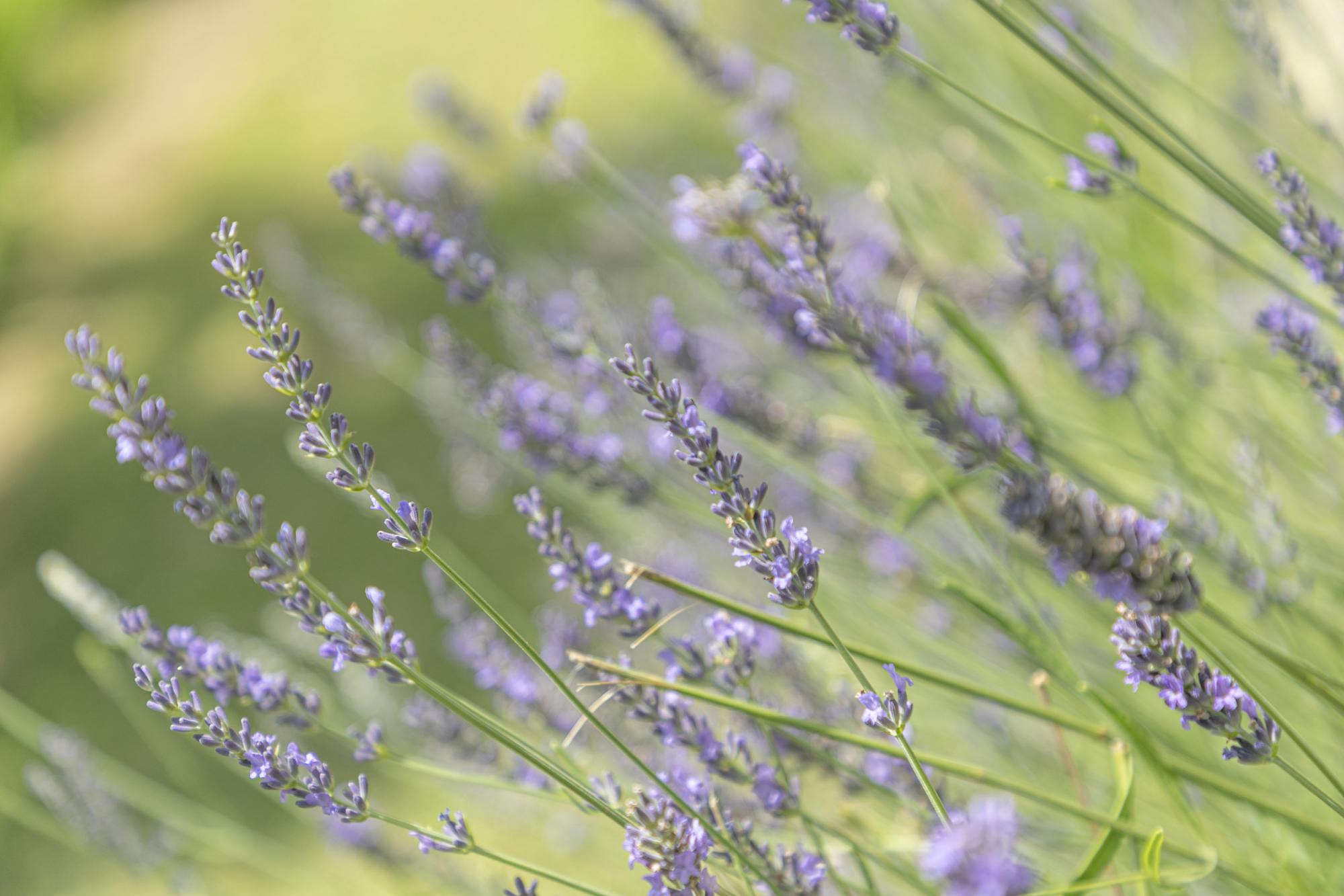 Lavanda in fiore